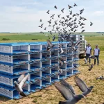 Pigeon Coop TYPE A – Pigeon Coop Type A setting