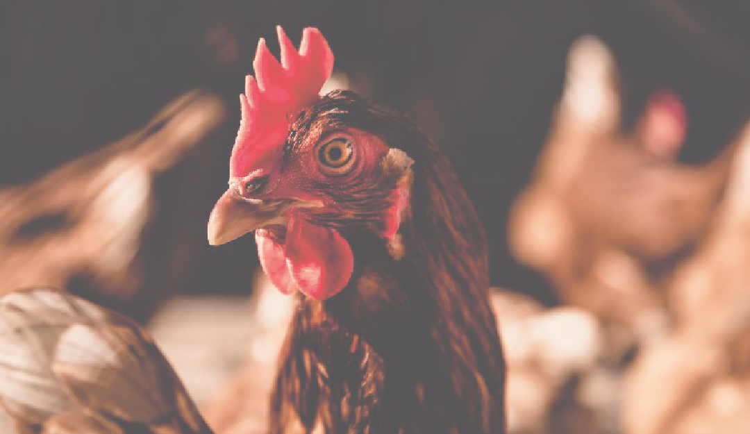 Poultry World: a focus on the Asia area for 2023