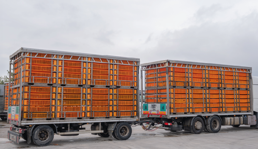 Soluções de transporte de aves