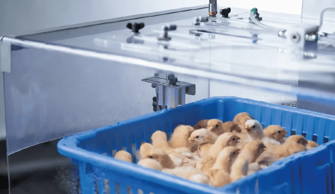 Optimierung der Impfung: richtiges Sprühbild, geeignete Tröpfchengröße und ausreichende Abdeckung
