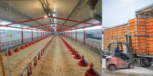 Article_Automation_MAY