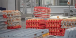 10_06_Article_EggHandling